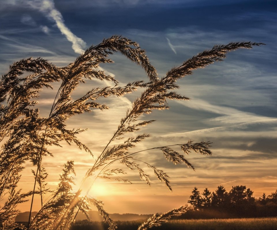 Обои небо, трава, облака, природа, закат, горизонт, колоски, the sky, grass, clouds, nature, sunset, horizon, spikelets разрешение 3888x2592 Загрузить