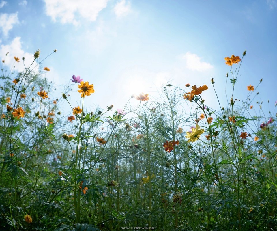 Обои небо, цветы, облака, солнце, бутоны, листья, стебли, the sky, flowers, clouds, the sun, buds, leaves, stems разрешение 2048x1280 Загрузить