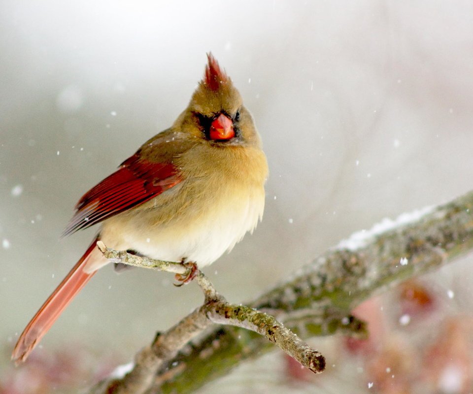 Обои ветка, зима, птица, кардинал, птаха, branch, winter, bird, cardinal разрешение 2048x1365 Загрузить