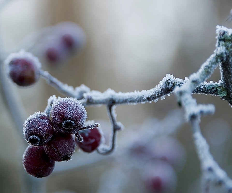 Обои ветка, природа, зима, макро, мороз, иней, красные, ягоды, branch, nature, winter, macro, frost, red, berries разрешение 1920x1200 Загрузить