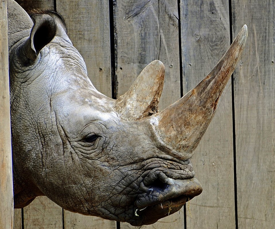 Обои морда, фон, носорог, зоопарк, face, background, rhino, zoo разрешение 1920x1200 Загрузить