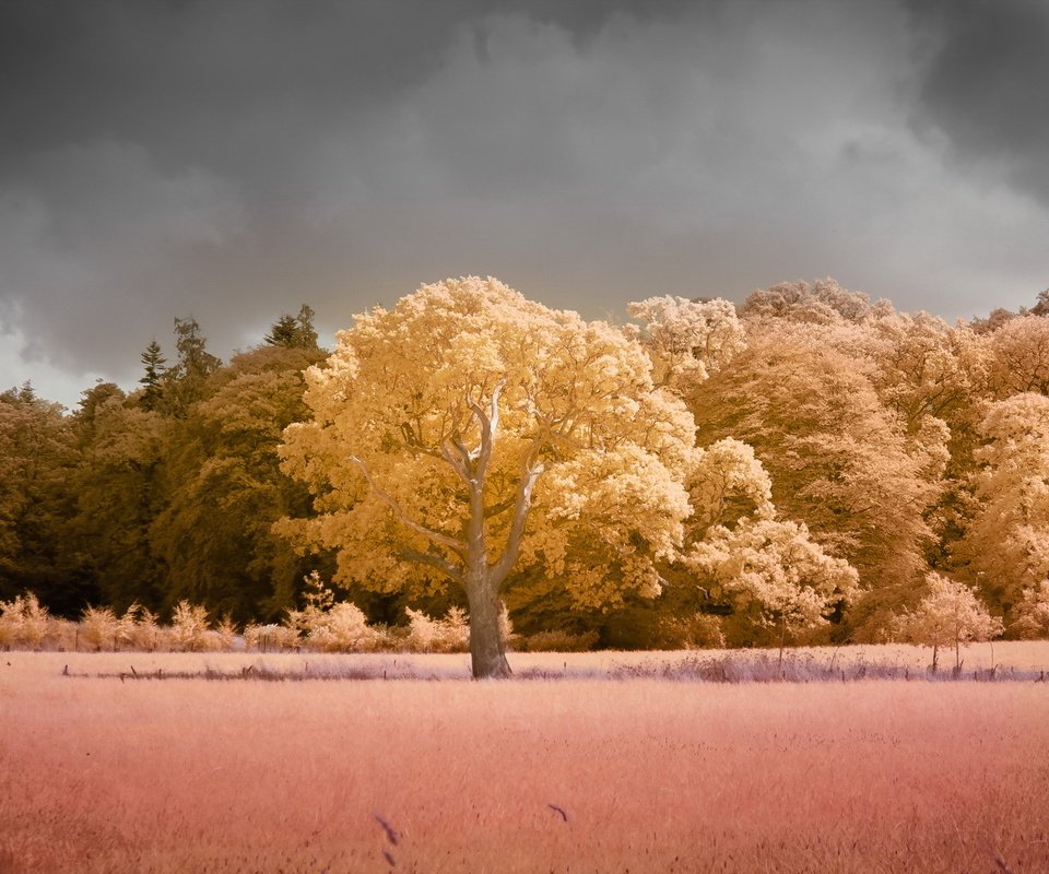 Обои деревья, природа, поле, цвет, trees, nature, field, color разрешение 1920x1200 Загрузить