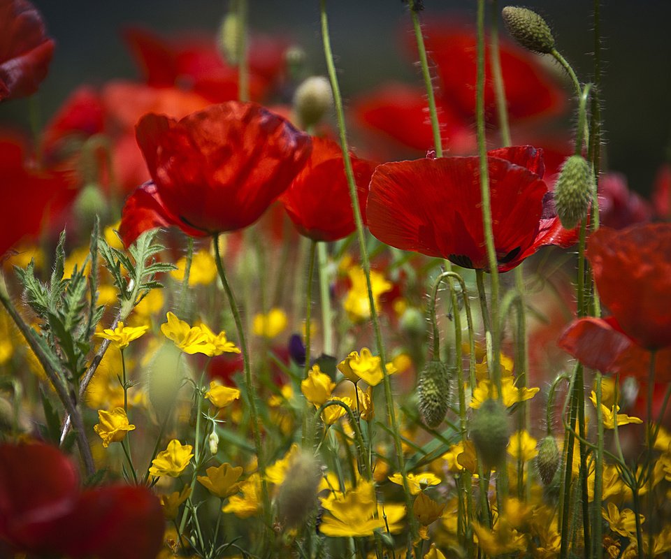 Обои цветы, поле, лепестки, луг, мак, flowers, field, petals, meadow, mac разрешение 2048x1531 Загрузить