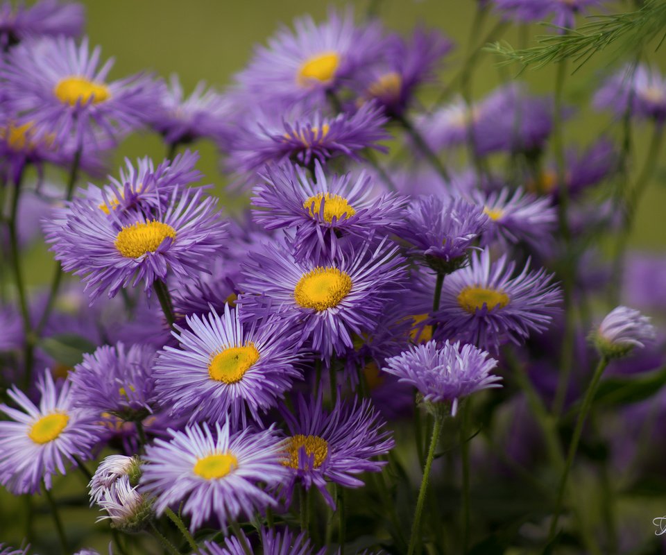 Обои цветы, сиреневые, астры, flowers, lilac, asters разрешение 2400x1595 Загрузить