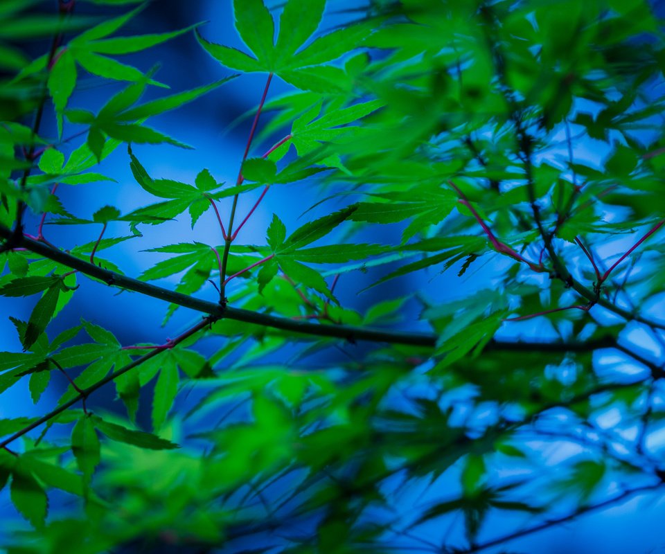 Обои дерево, листья, ветки, японский клен, tree, leaves, branches, japanese maple разрешение 2048x1365 Загрузить