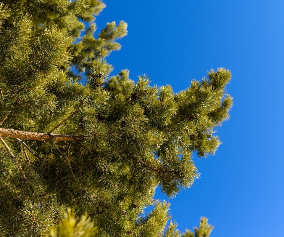 Обои небо, природа, ветки, ель, иголки, сосна, the sky, nature, branches, spruce, needles, pine разрешение 2880x1923 Загрузить