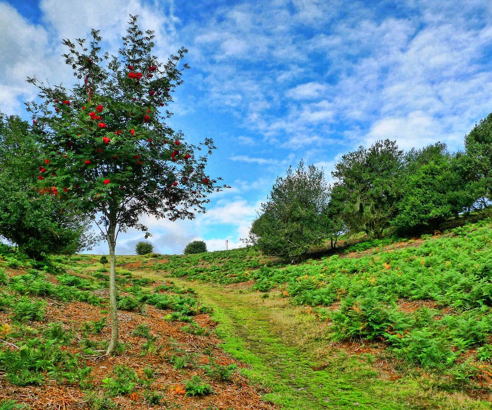 Обои небо, деревья, пейзаж, склон, тропинка, рябина, the sky, trees, landscape, slope, path, rowan разрешение 2880x1620 Загрузить