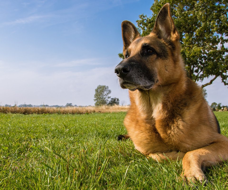 Обои собака, луг, немецкая овчарка, овчарка, dog, meadow, german shepherd, shepherd разрешение 2048x1347 Загрузить