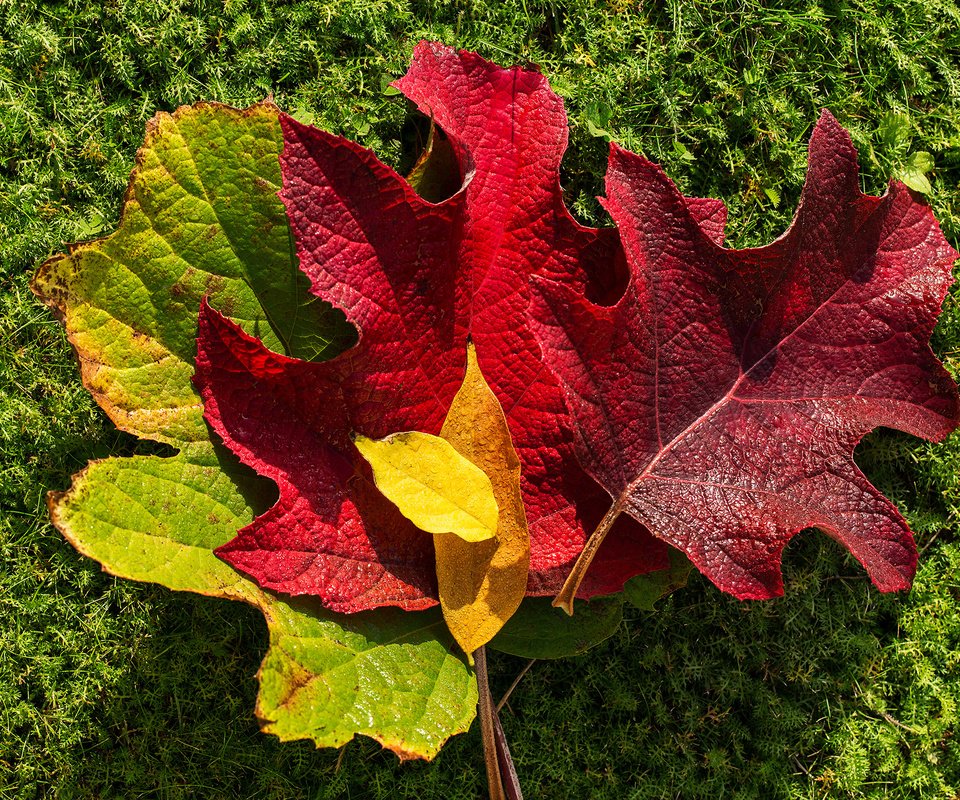 Обои природа, листья, осень, мох, nature, leaves, autumn, moss разрешение 2362x1575 Загрузить
