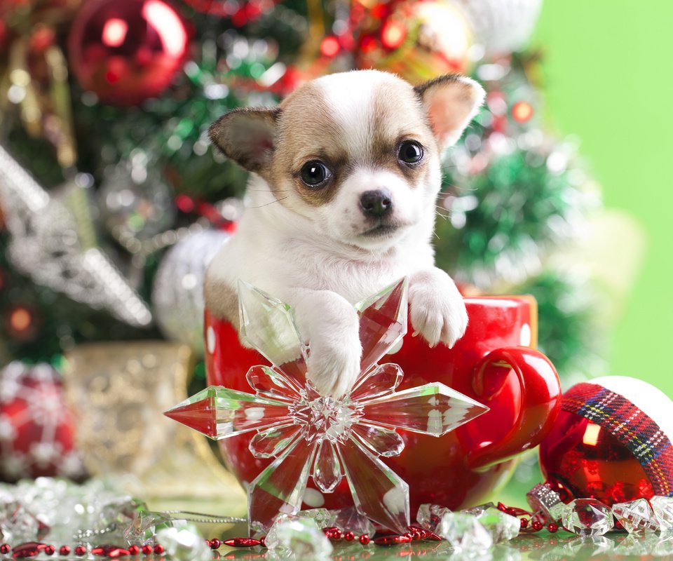 Обои новый год, шарик, украшения, снежинка, мордочка, чихуахуа, взгляд, собака, щенок, кружка, песик, new year, ball, decoration, snowflake, muzzle, chihuahua, look, dog, puppy, mug, doggie разрешение 5052x3510 Загрузить