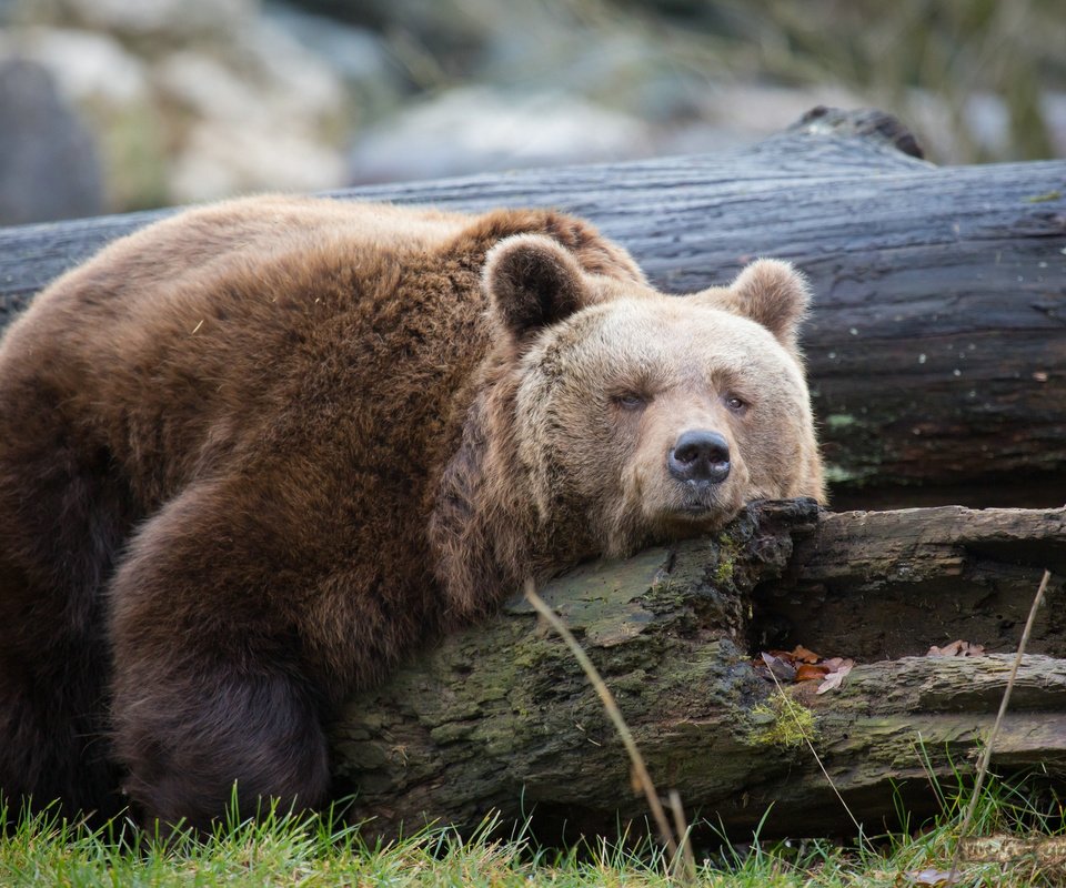 Обои дерево, медведь, отдыхает, отдых, ствол, дерева, медвед, tree, bear, resting, stay, trunk, wood разрешение 2048x1365 Загрузить