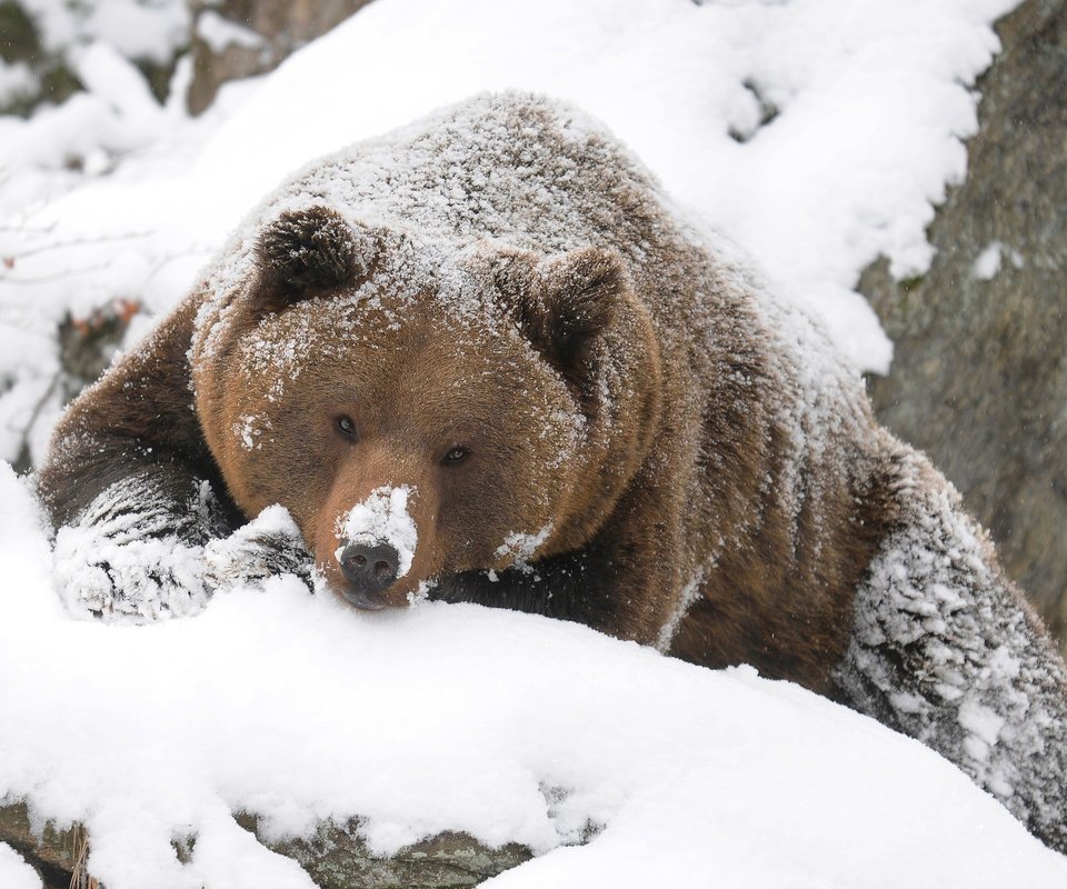 Обои зима, медведь, тайга, бурый, winter, bear, taiga, brown разрешение 2560x1600 Загрузить