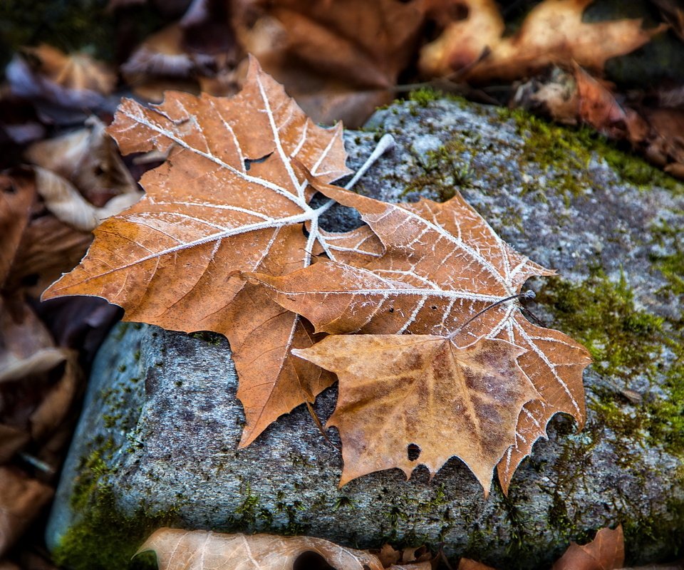 Обои природа, листья, осень, камень, кленовый лист, осенние листья, nature, leaves, autumn, stone, maple leaf, autumn leaves разрешение 2560x1592 Загрузить