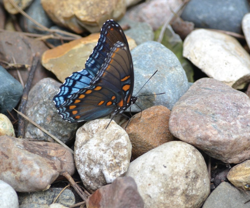 Обои камни, насекомое, узор, бабочка, крылья, stones, insect, pattern, butterfly, wings разрешение 2048x1365 Загрузить