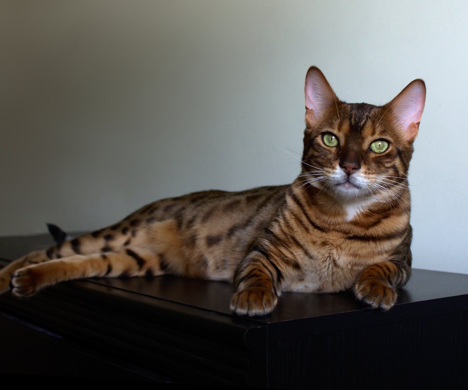 Обои кошка, лежит, комод, пятнистая, бенгальская кошка, cat, lies, chest, spotted, bengal cat разрешение 4184x2790 Загрузить