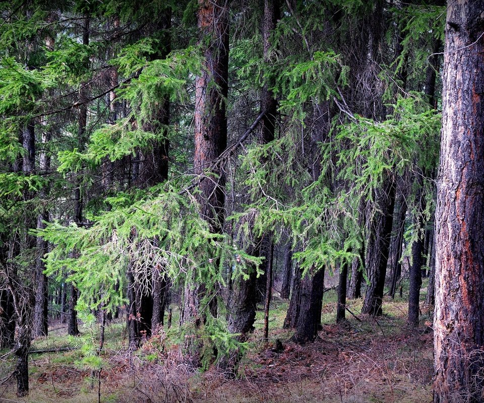 Обои деревья, природа, лес, пейзаж, тайга, trees, nature, forest, landscape, taiga разрешение 2614x1785 Загрузить