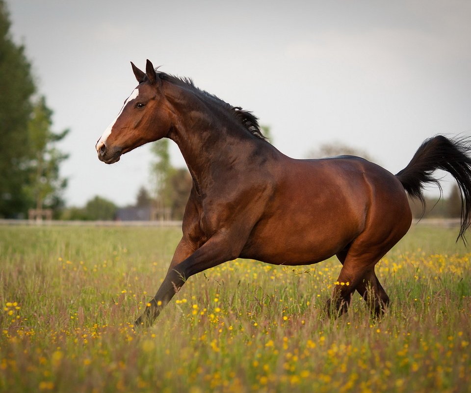 Обои лошадь, природа, лето, конь, horse, nature, summer разрешение 1920x1200 Загрузить