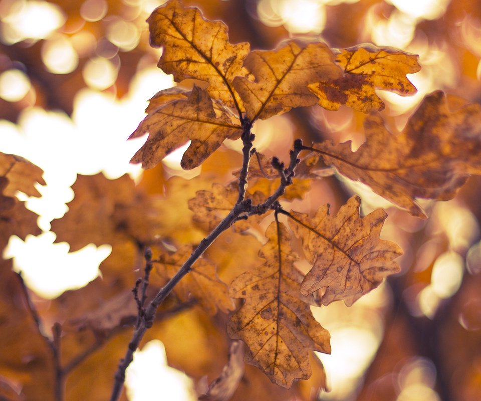 Обои желтый, листья, ветки, осень, yellow, leaves, branches, autumn разрешение 1920x1080 Загрузить