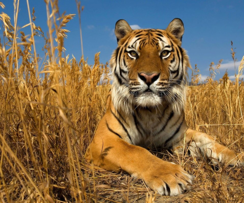 Обои тигр, небо, трава, природа, кошка, осень, степь, амурский тигр, tiger, the sky, grass, nature, cat, autumn, the steppe, the amur tiger разрешение 2560x1440 Загрузить