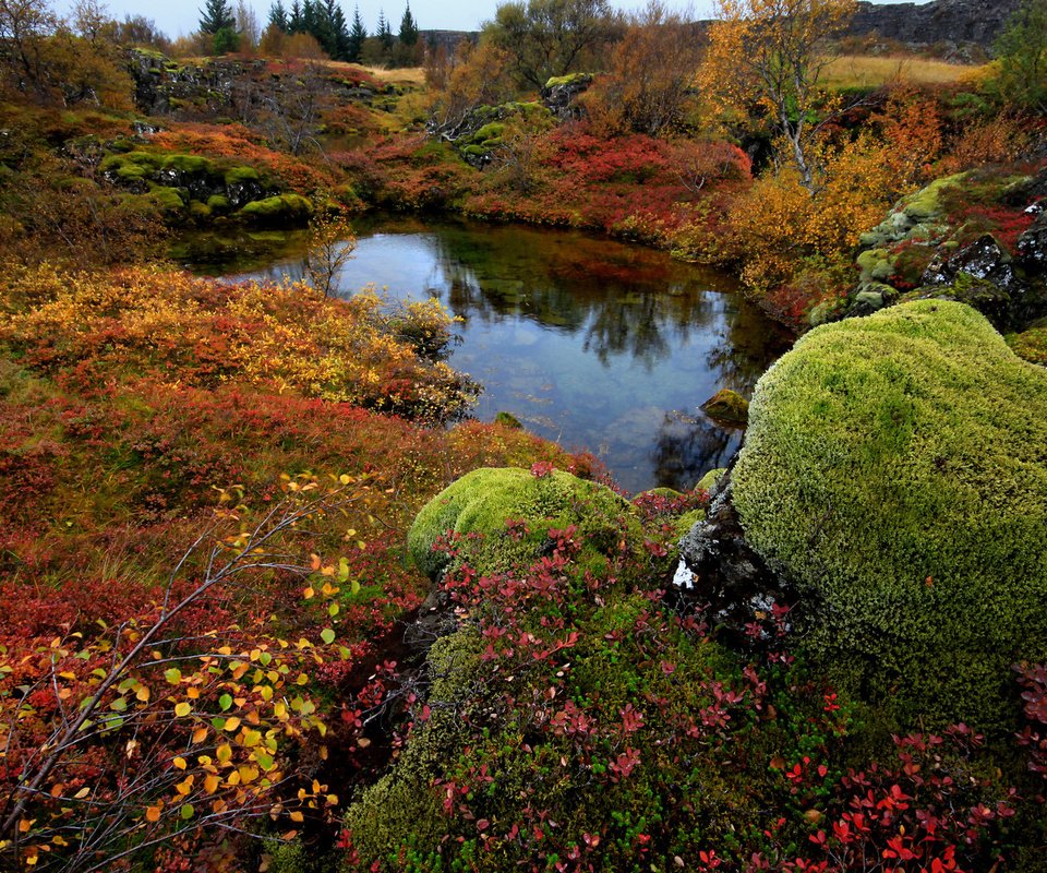 Обои деревья, озеро, камни, мох, исландия, national park thingvellir, trees, lake, stones, moss, iceland разрешение 1920x1200 Загрузить