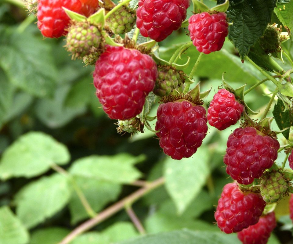 Обои малина, лето, ягоды, кустарник, raspberry, summer, berries, shrub разрешение 2560x1824 Загрузить