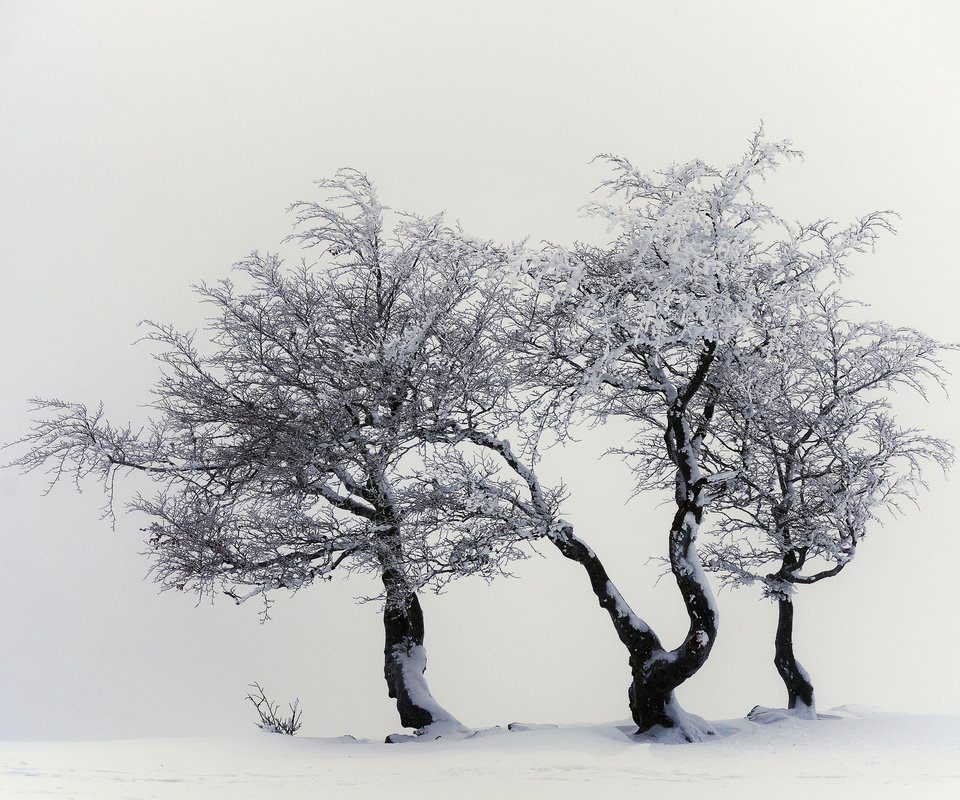 Обои деревья, снег, природа, зима, trees, snow, nature, winter разрешение 2048x1356 Загрузить