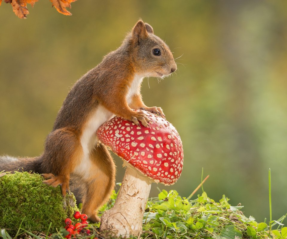 Обои природа, гриб, животное, белка, мухомор, грызун, nature, mushroom, animal, protein, rodent разрешение 2048x1365 Загрузить