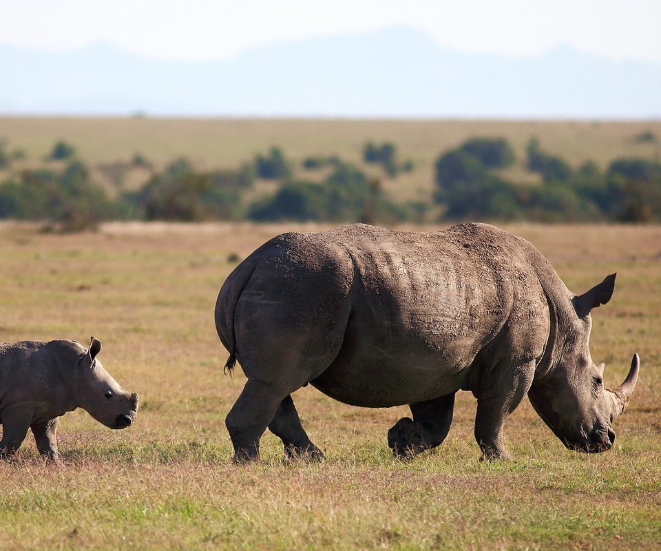 Обои животное, follow me, square-lipped rhinoceros, white rhinoceros, носороги, белый носорог, animal, rhinos, white rhino разрешение 1920x1080 Загрузить