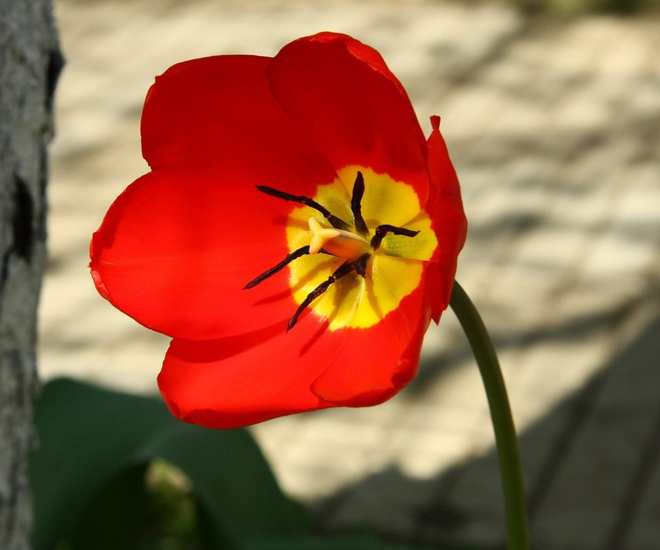 Обои цветок, лепестки, красный, тычинки, тюльпан, пестики, алый, flower, petals, red, stamens, tulip, pistils, al разрешение 1920x1080 Загрузить