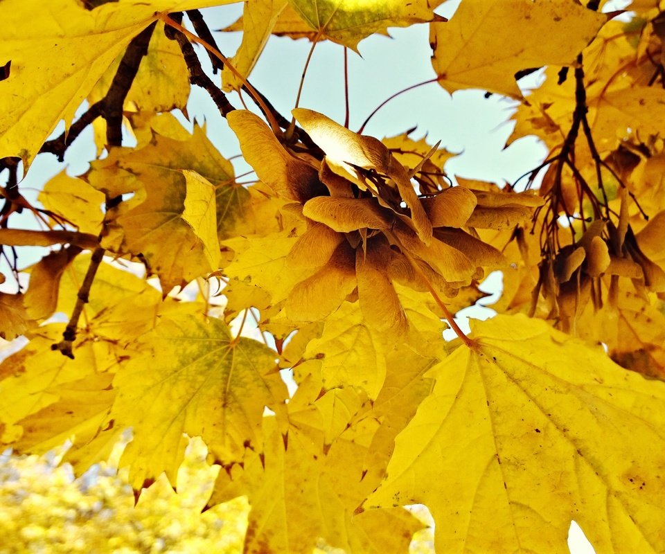 Обои природа, листья, осень, nature, leaves, autumn разрешение 3072x1728 Загрузить