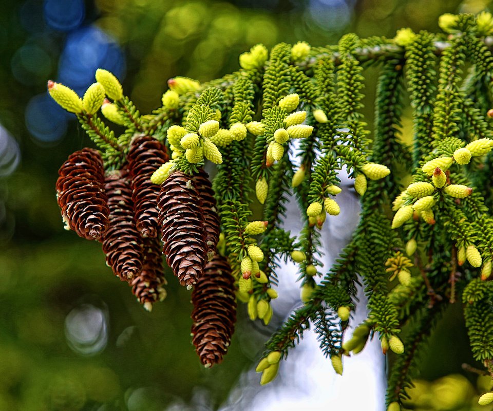 Обои ветка, макро, шишки, branch, macro, bumps разрешение 2000x1561 Загрузить