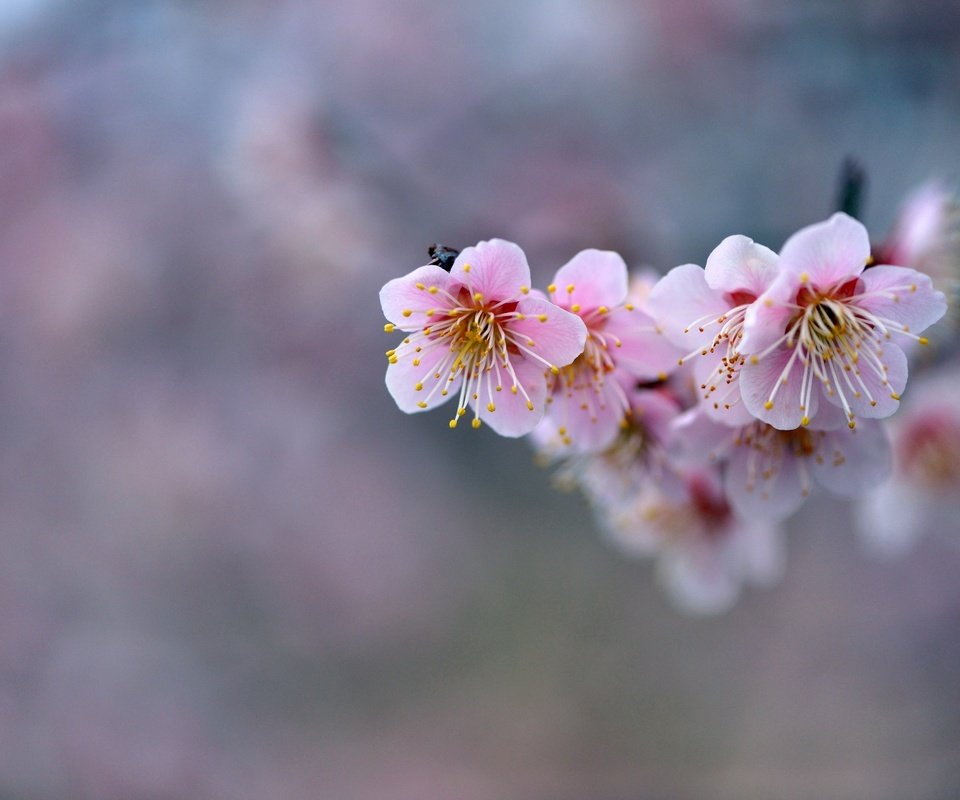 Обои цветы, ветка, фон, розовые, сакура, flowers, branch, background, pink, sakura разрешение 2048x1367 Загрузить