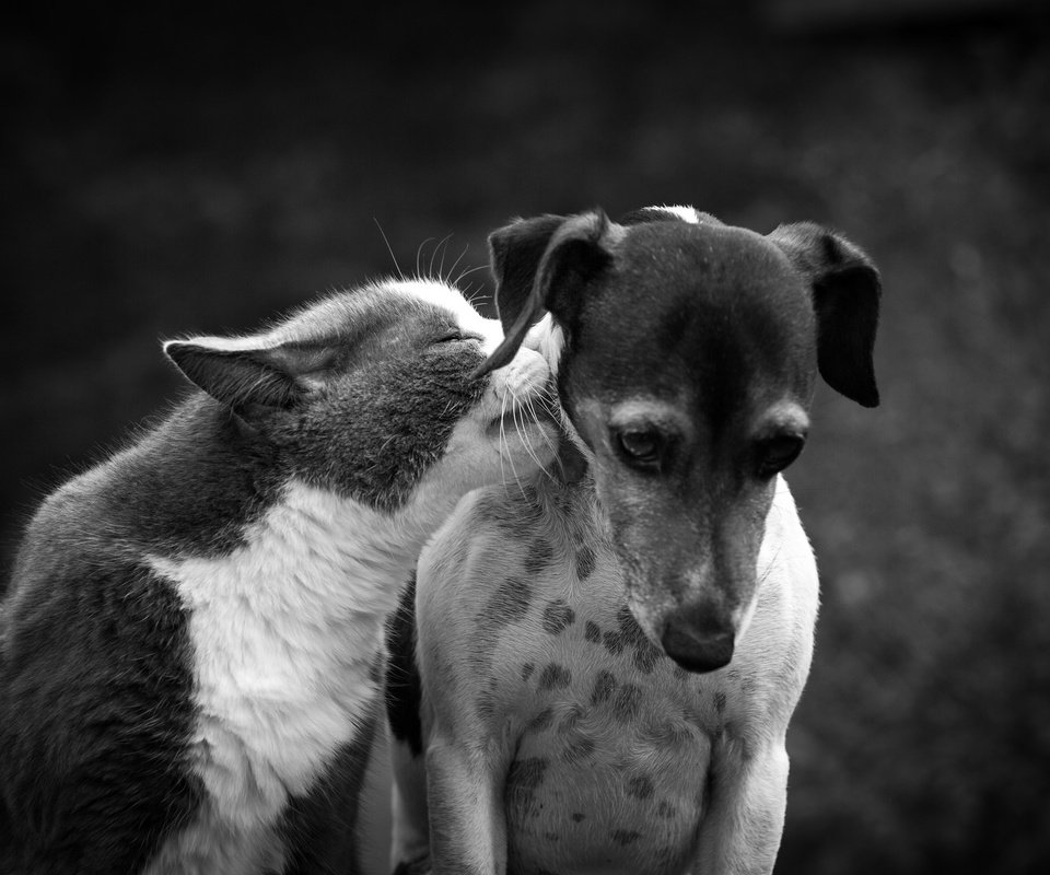 Обои кот, кошка, чёрно-белое, собака, дружба, друзья, cat, black and white, dog, friendship, friends разрешение 2048x1355 Загрузить