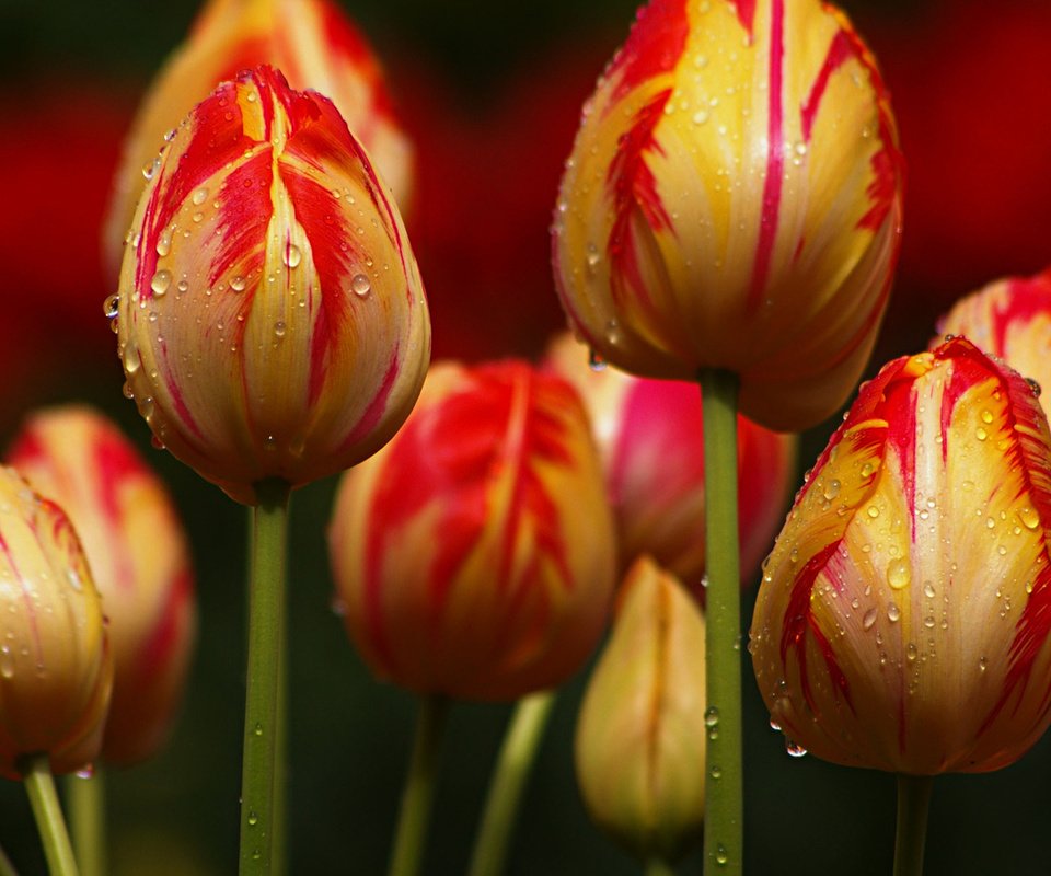 Обои цветы, бутоны, капли, тюльпаны, flowers, buds, drops, tulips разрешение 1920x1080 Загрузить