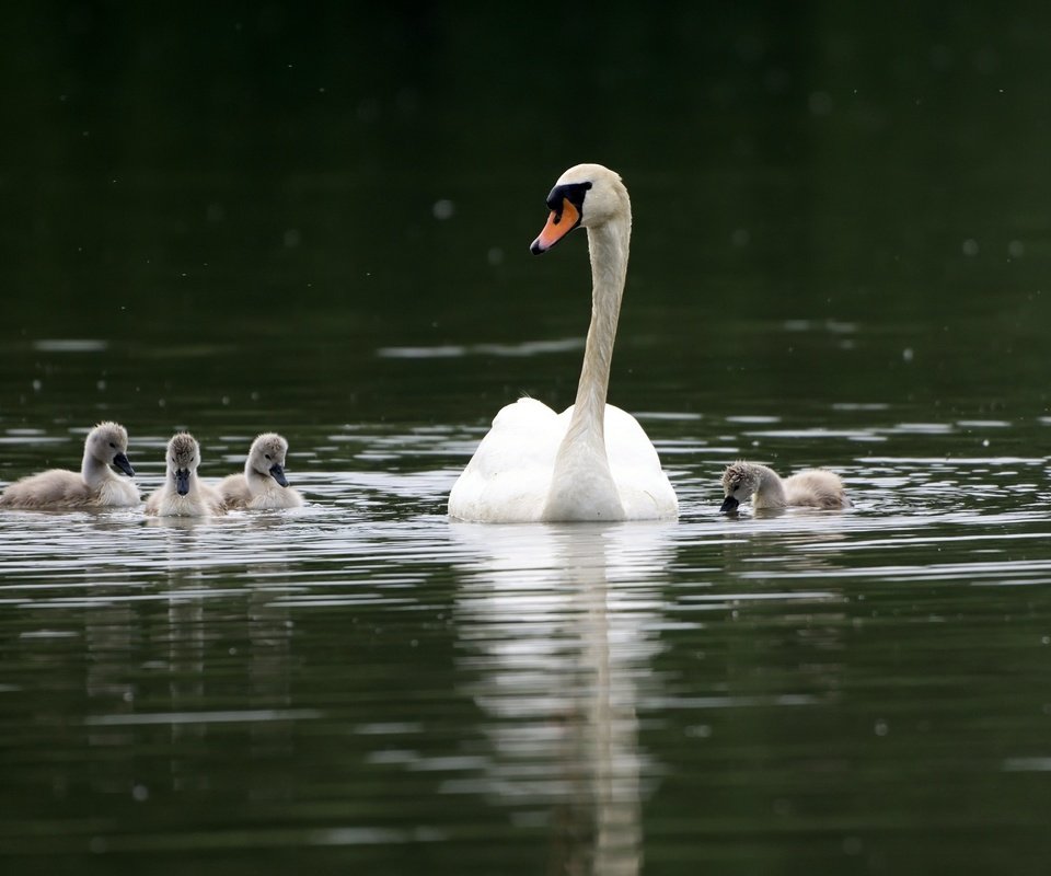 Обои водоем, птицы, семья, лебеди, лебедь, лебедята, pond, birds, family, swans, swan, the lebeda разрешение 2565x1710 Загрузить