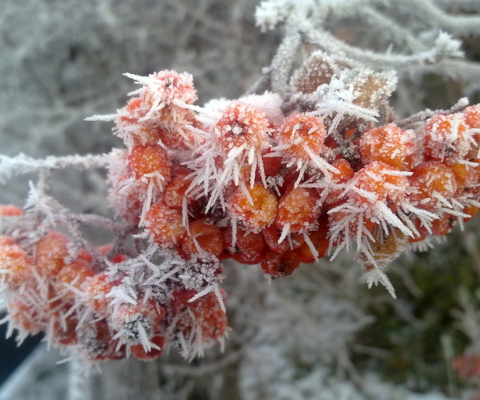 Обои зима, иней, рябина, winter, frost, rowan разрешение 2560x1600 Загрузить