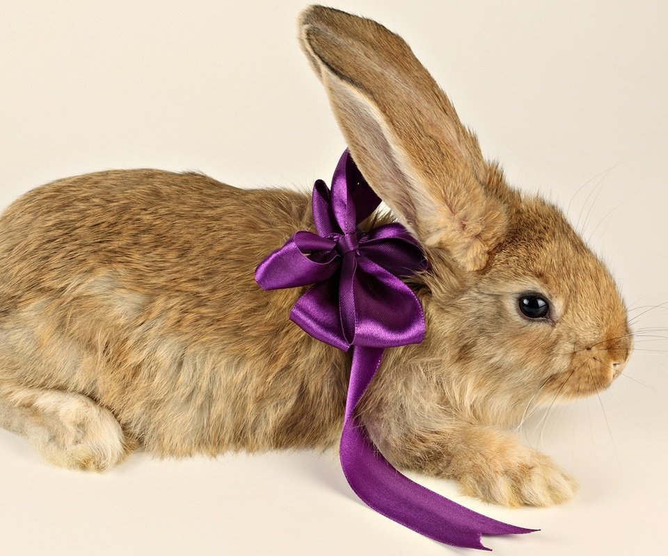 Обои фиолетовый, ушки, кролик, подарок, лапки, бант, бантик, purple, ears, rabbit, gift, legs, bow разрешение 1920x1080 Загрузить