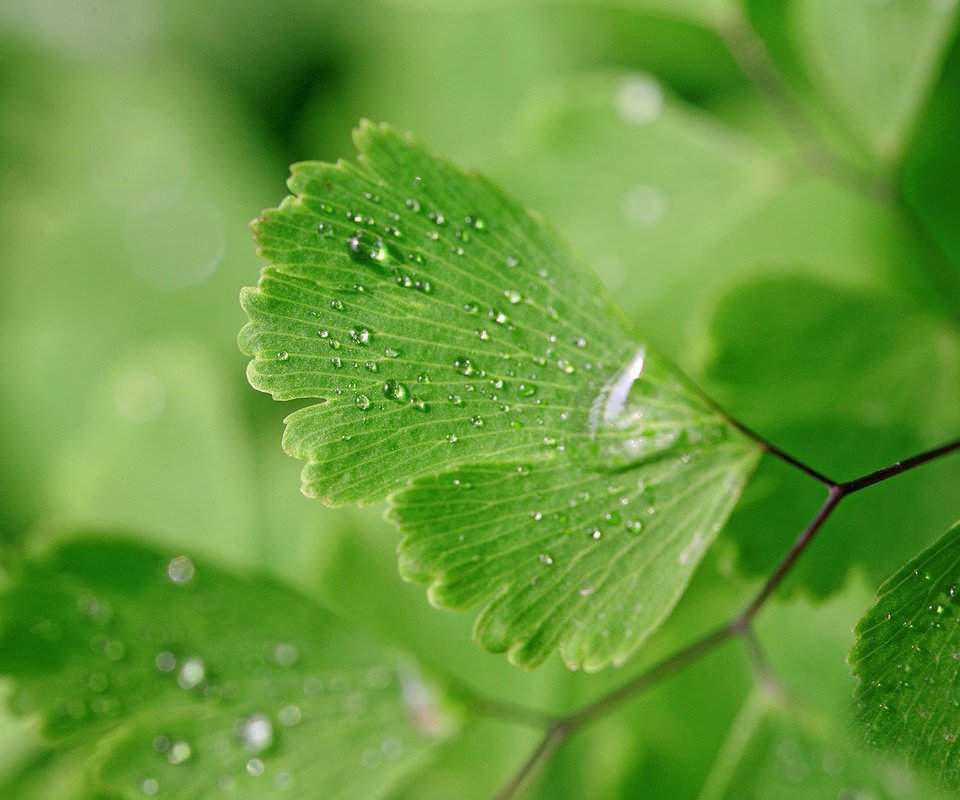 Обои вода, природа, макро, фон, капли, зеленые листья, мокрое, water, nature, macro, background, drops, green leaves, wet разрешение 1920x1200 Загрузить