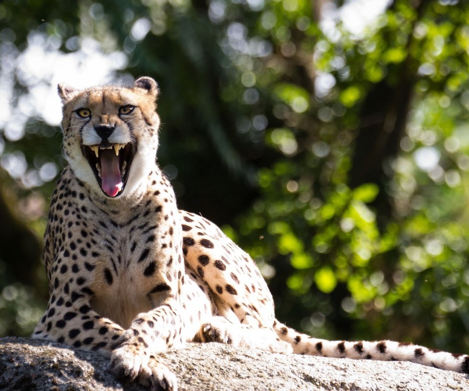 Обои гепард, зевок, cheetah, yawn разрешение 2560x1600 Загрузить