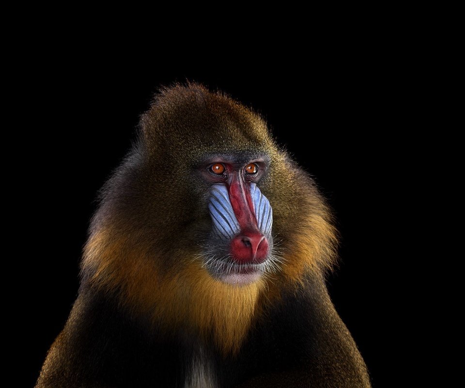 Обои фон, взгляд, обезьяна, мандрил, background, look, monkey, mandrill разрешение 1920x1288 Загрузить