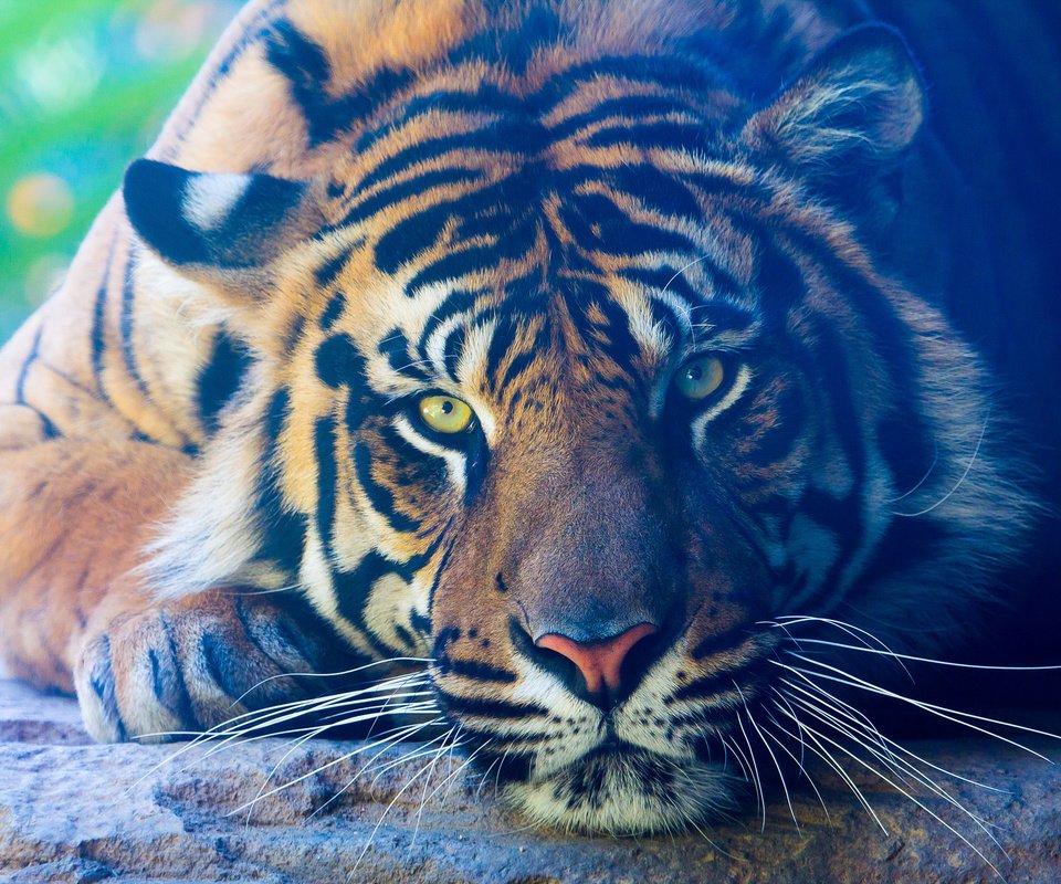 Обои тигр, лапы, взгляд, лежит, хищник, животное, окрас, tiger, paws, look, lies, predator, animal, color разрешение 2048x1366 Загрузить