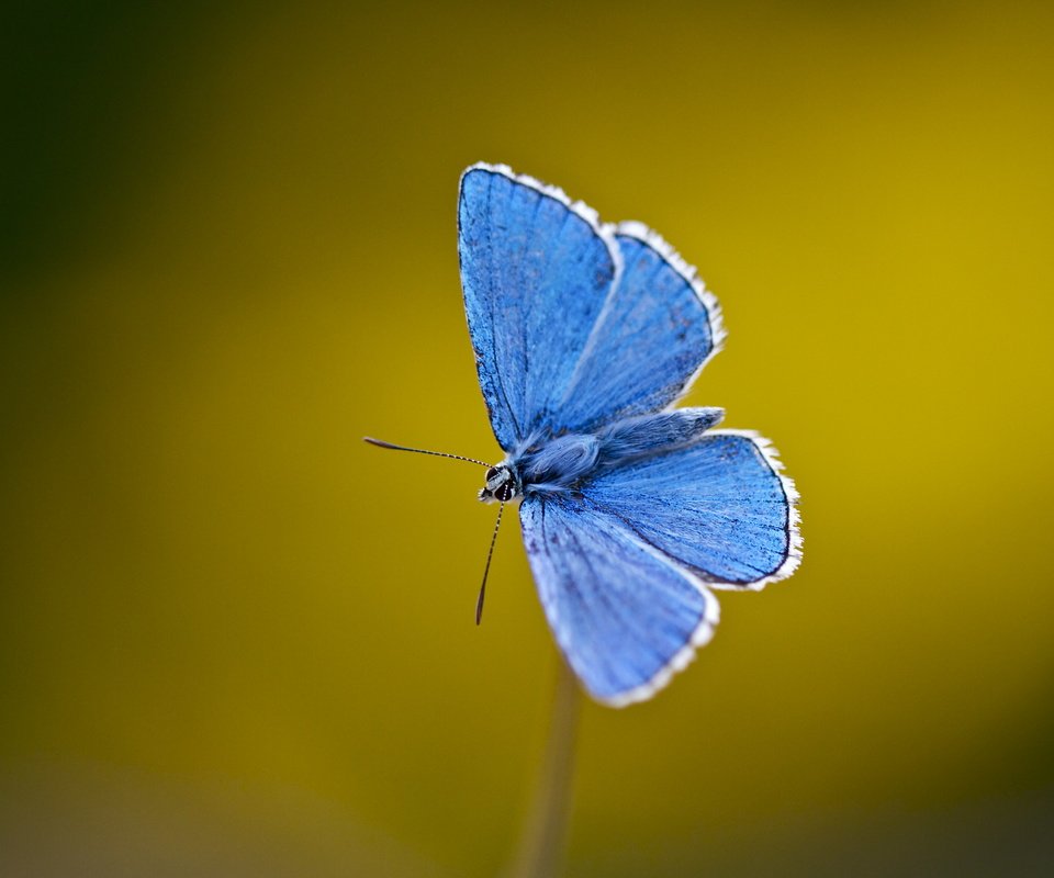 Обои насекомое, бабочка, крылья, усики, стебель, голубянка, insect, butterfly, wings, antennae, stem, blue разрешение 4468x3317 Загрузить