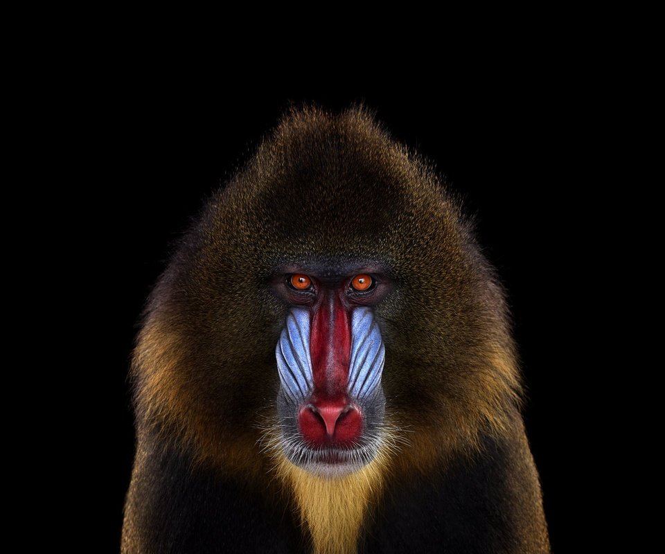 Обои фон, взгляд, обезьяна, мандрил, background, look, monkey, mandrill разрешение 1920x1288 Загрузить