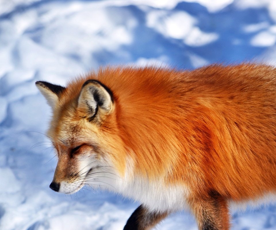 Обои снег, мордочка, рыжая, лиса, лисица, животное, snow, muzzle, red, fox, animal разрешение 4252x3072 Загрузить