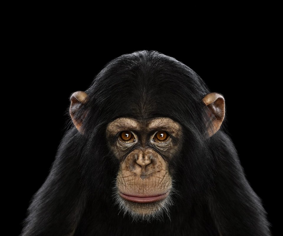 Обои фон, взгляд, обезьяна, шимпанзе, chimpanzee, background, look, monkey, chimpanzees разрешение 1920x1288 Загрузить