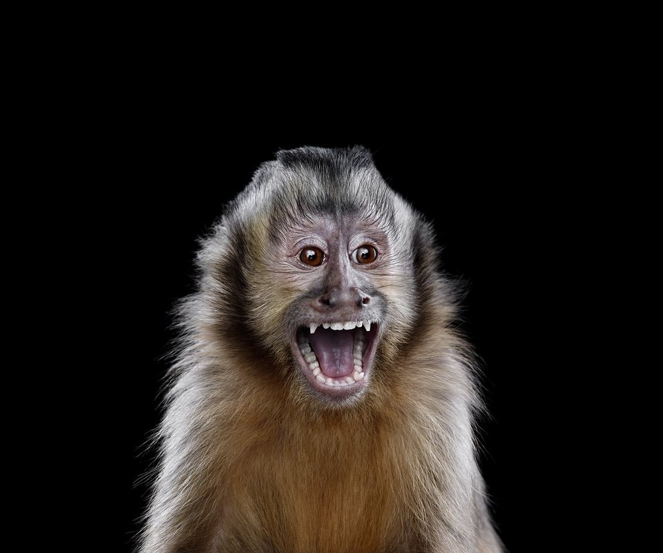 Обои фон, взгляд, черный фон, обезьяна, примат, capuchin monkey, капуцин, background, look, black background, monkey, the primacy of разрешение 1920x1288 Загрузить