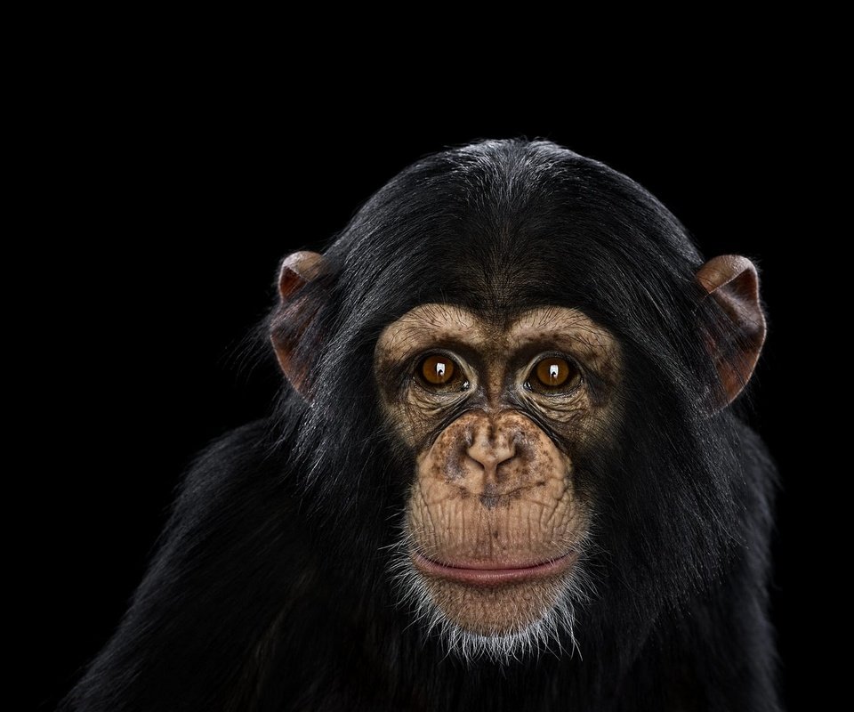 Обои фон, взгляд, обезьяна, шимпанзе, chimpanzee, background, look, monkey, chimpanzees разрешение 1920x1288 Загрузить