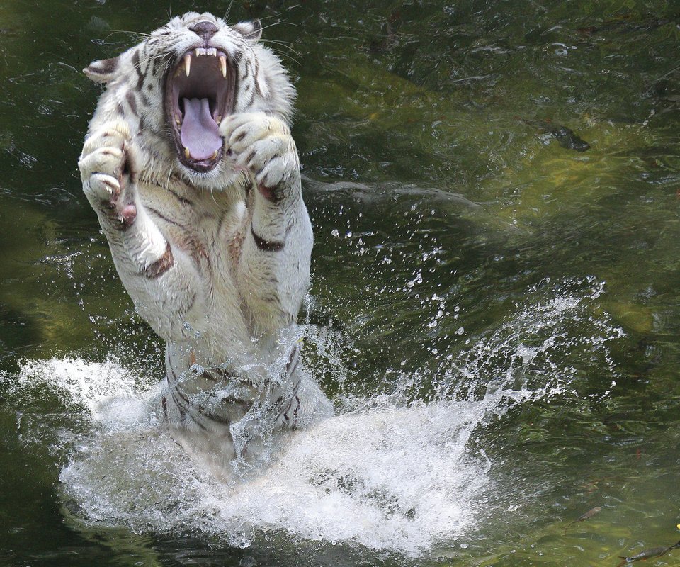 Обои вода, лапы, брызги, животное, пасть, белый тигр, water, paws, squirt, animal, mouth, white tiger разрешение 2048x1365 Загрузить