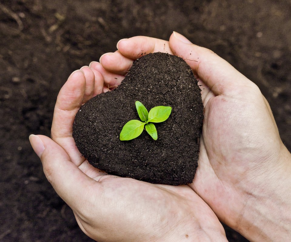 Обои земля, жизнь, руки, росток, ладони, садоводство, earth, life, hands, rostock, palm, gardening разрешение 4510x3006 Загрузить