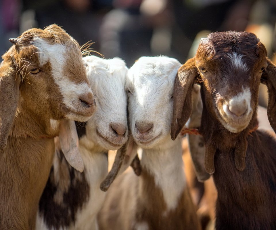Обои детские, козы, четвёрка, baby, goats, four разрешение 2048x1365 Загрузить